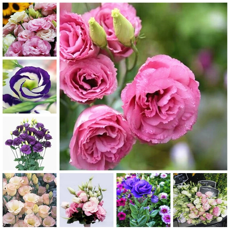 

100 PCS Exotic Eustoma Planta Perennial Flowering Plants Balcony Potted Flowers Bonsai Lisianthus for Garden Flower Pot Planters