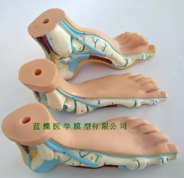 Модель ноги модель человека ноги ладони мышцы Модель арки ноги Анатомия ноги