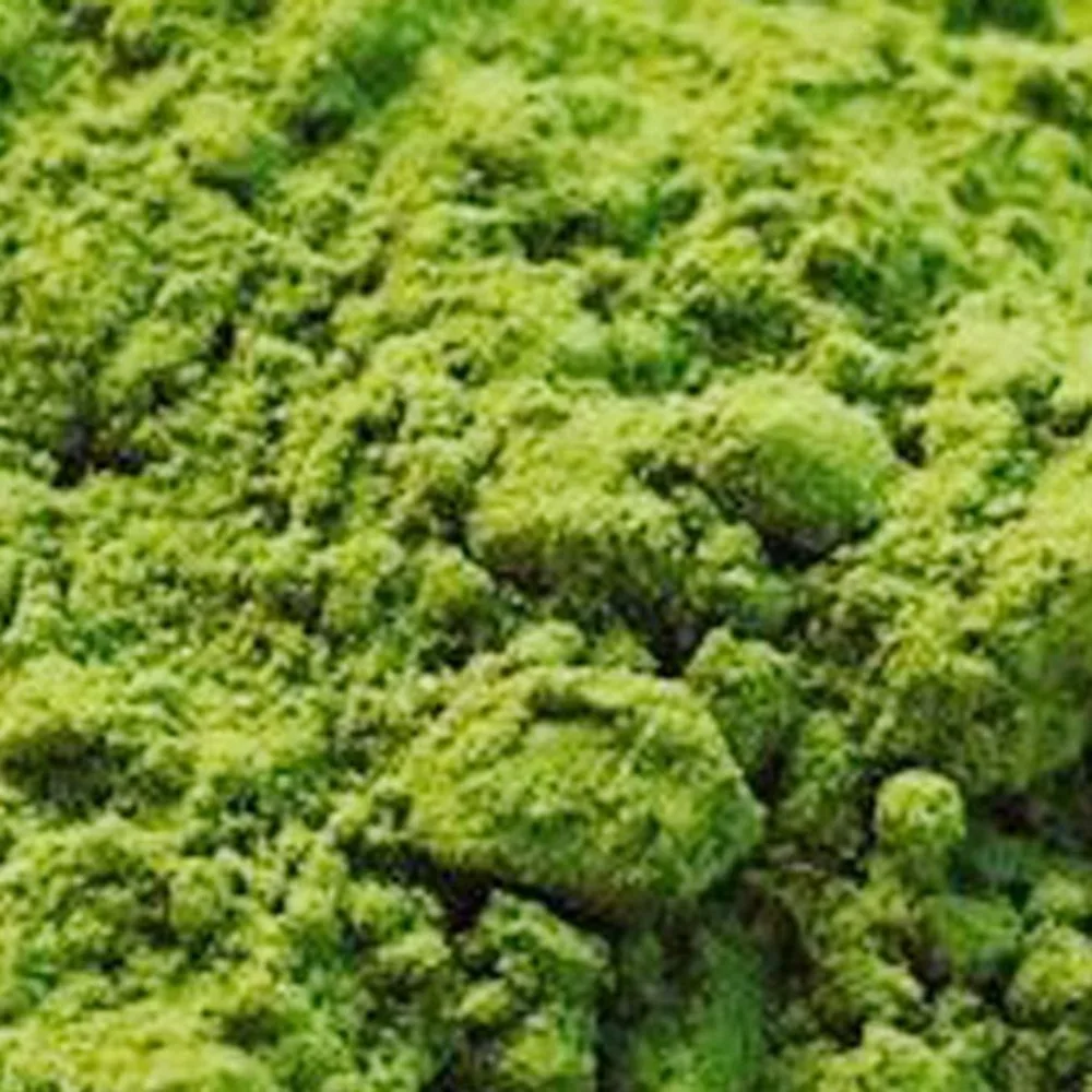 

200g Natural Matcha Tea Powder Pure Organic Portable Mini Matcha Green Tea Powder Professional Kitchenpaper Bags Tea Bag