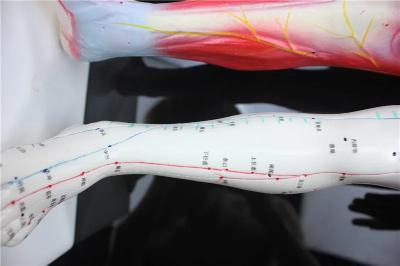 HD Жесткий 60 см мужской человека точка акупунктуры модель с мышцами анатомическая человеческого тела Модель точечной акупунктуры человека