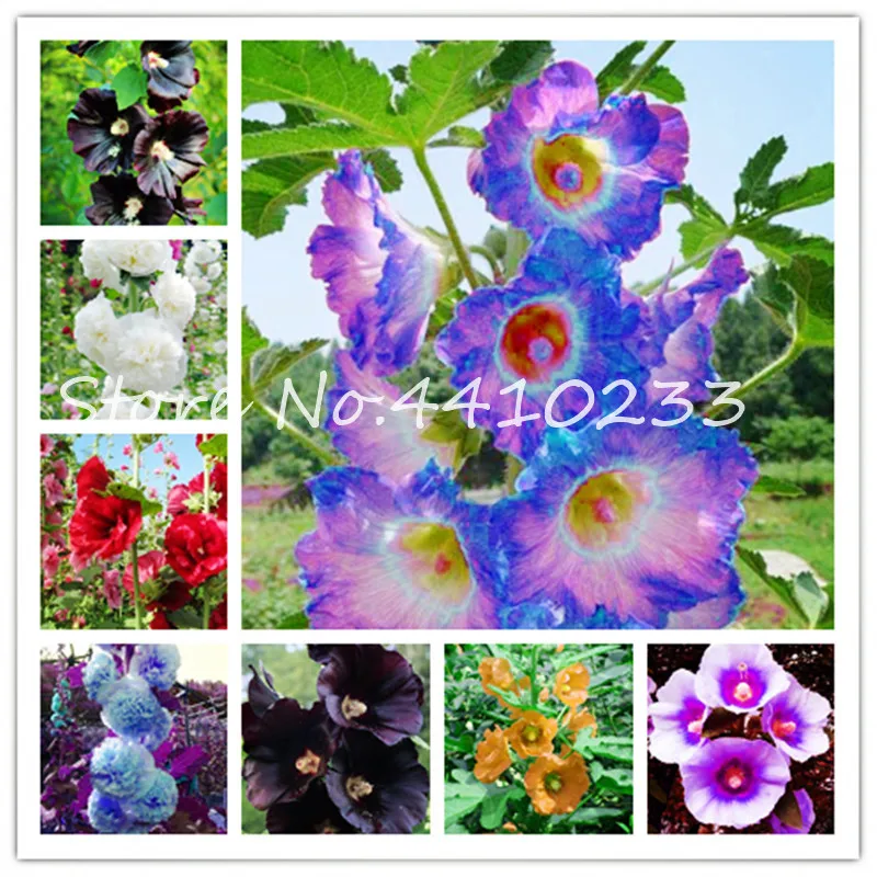 

100 Pieces/Lot Double Hollyhock Bonsai Flower Plant Mixed Color Perennial Garden Decoration Bonsai Flower Diy Home Garden Plant