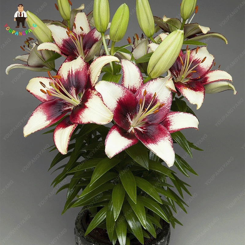 

Hot New 100pcs Perfume Lily plants Flower Germination 95% Creepers Bonsai DIY Garden Supplies Pots Planters Home Decoration