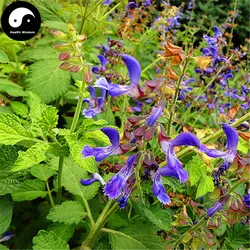 Купить Salvia Miltiorrhiza Semente 200 шт. завод китайские травы Danshen для Дэн