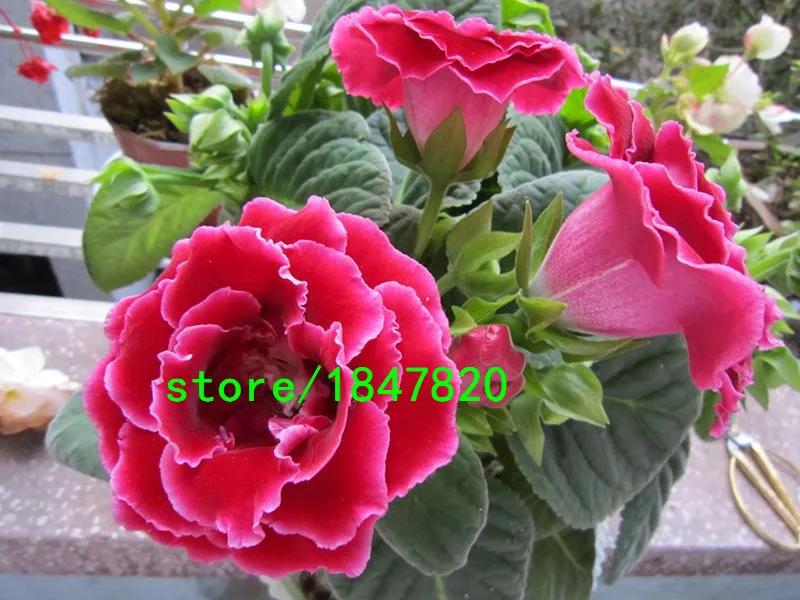 HTB1QvTSIFXXXXcXaXXXq6xXFXXXa