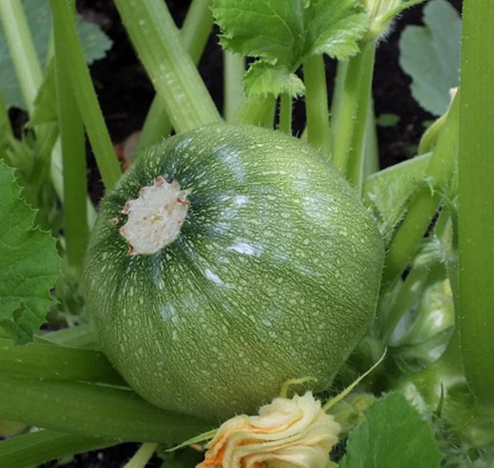 

Rare Green Squash - Zucchini Kolobok Russian Heirloom Vegetable 20pcs