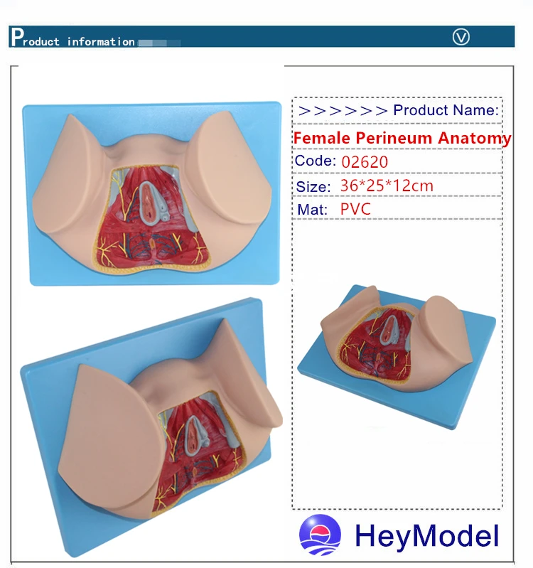 Heymodel женский промежности модели анальный треугольник женский половых органов