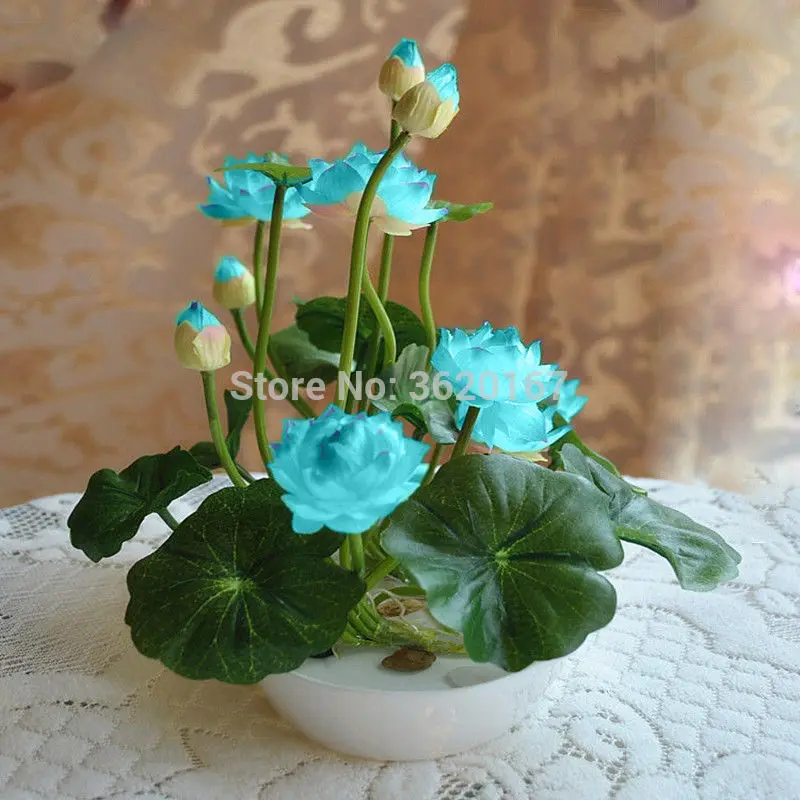 

5Pcs/Pack Bowl Lotus Flowers For Summer Water Lily Hydroponic Plants Bonsai Pot Lotus For Home Garden palnts