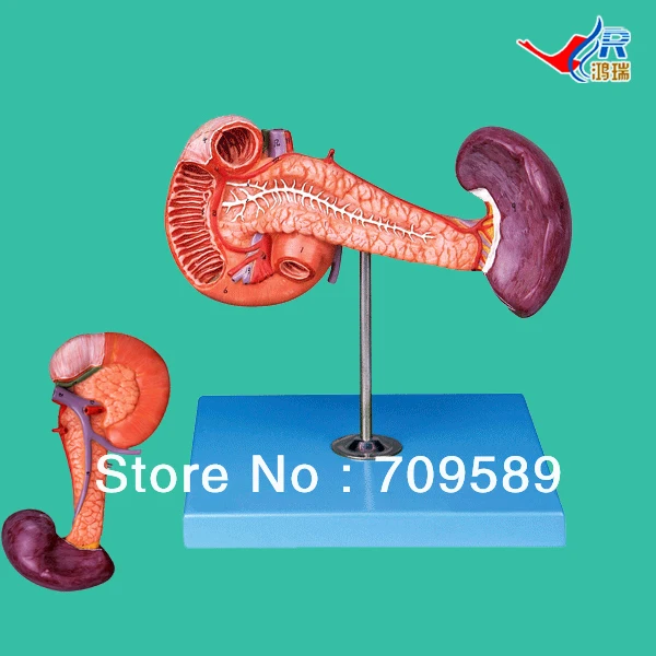 

ISO Anatomical Pancreas with Spleen and Duodenum Model