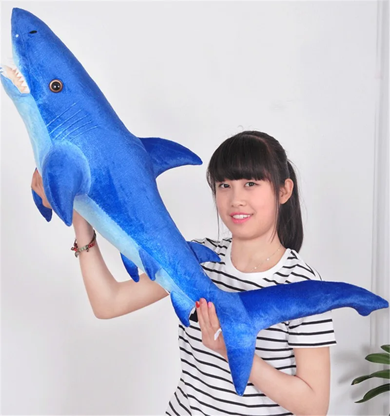 shark4