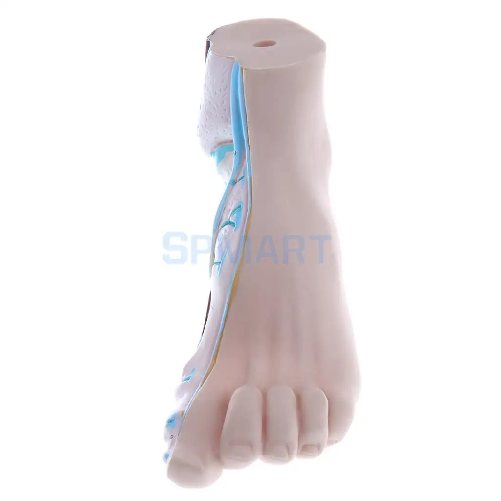 1:1 Lifesize Set of 3 Pieces Human Normal Flat Arched Foot Anatomical Model Lab Equipment