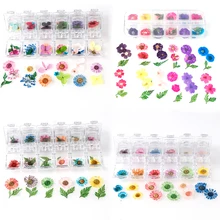 1 коробка сушеная Маргаритка вишневые цветы настоящий материал цветок для кулона Ожерелье Изготовление ювелирных изделий ремесло чехол для телефона DIY аксессуары для ногтей