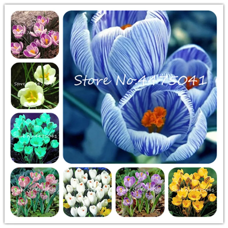 

New 2019! 100 Pcs Japan Saffron Bonsai, Saffron Flower Plantas, Garden Flowers Plant,Bonsai Plante For Home Gift To Wife