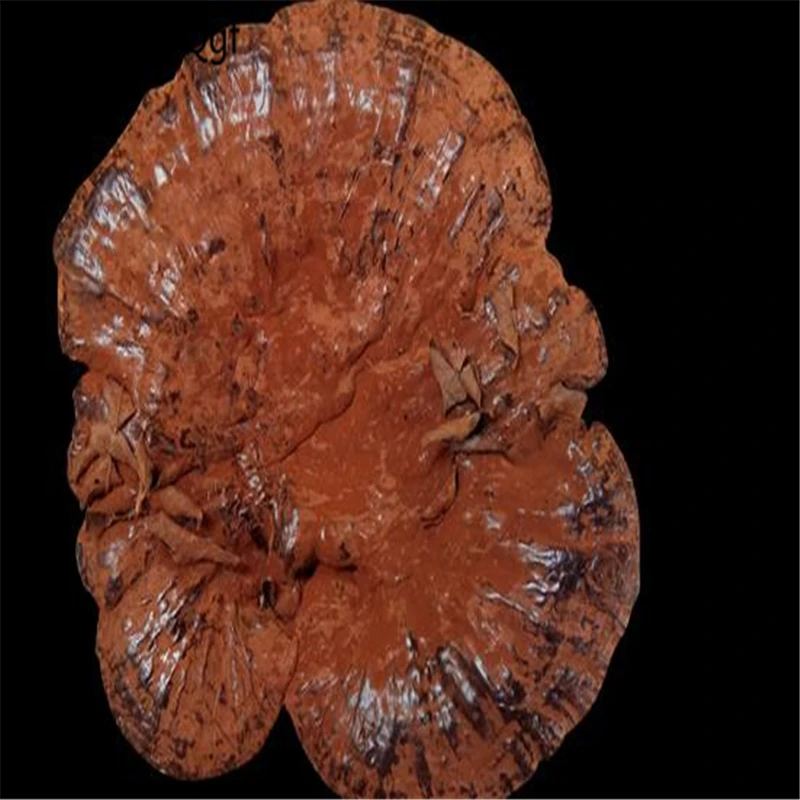 

500gram dry Ganoderma Lucidum