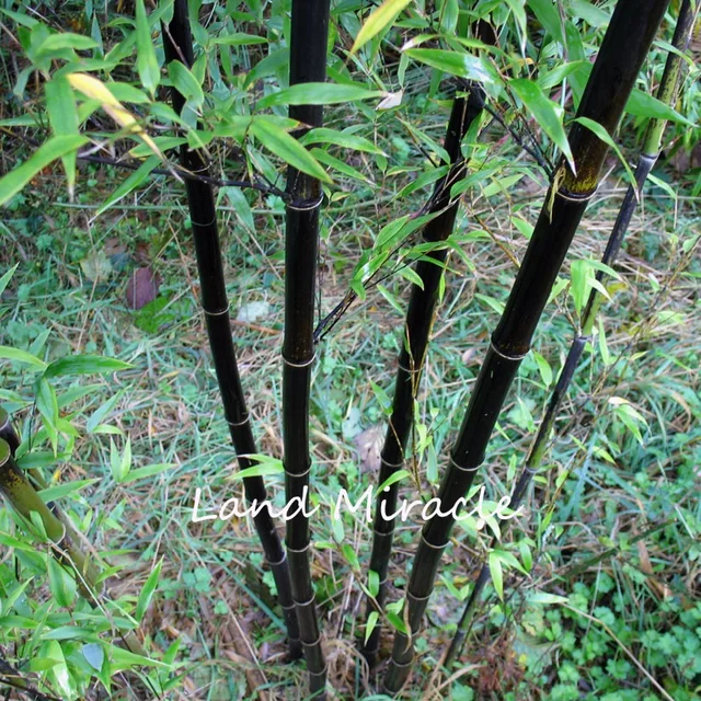 20pcs Giant Black Moso Bamboo Seed S China Phyllostachys 20pcs Giant Black Moso Bamboo Seed S China Phyllostachys Heterocycla Bonsai Perennial Hardy Plants Diy Home