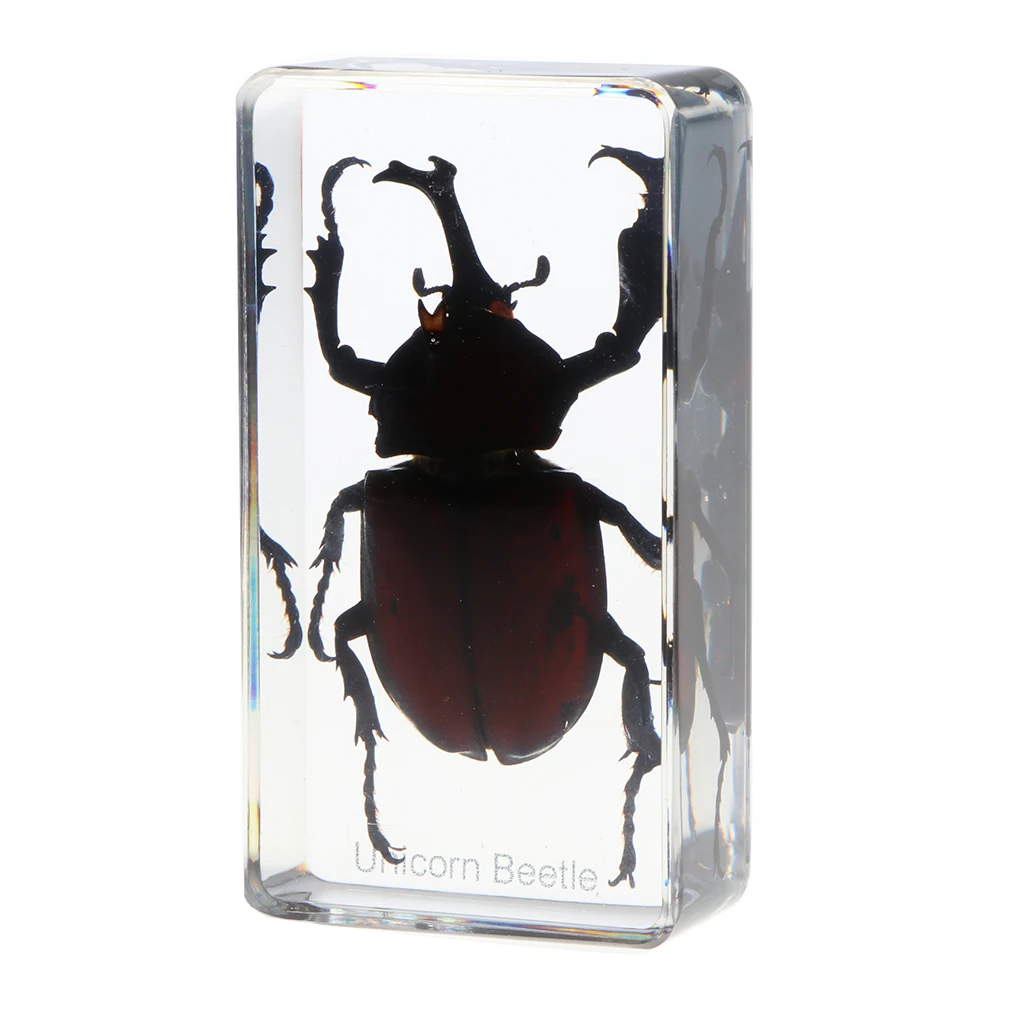 Insect Figure Model Toys Creative Sample Resin Specimen Kids Education Paperweight Collection Gift - Rhinoceros Beetle