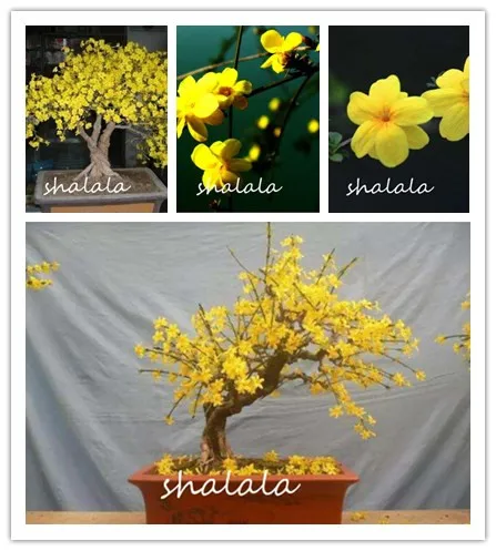 

Big Promotion!100 Pcs / Lot winter Jasmine Bonsai Amazing Smell & Beautiful Flowers For Home Oenamental Garden Indoor Potted