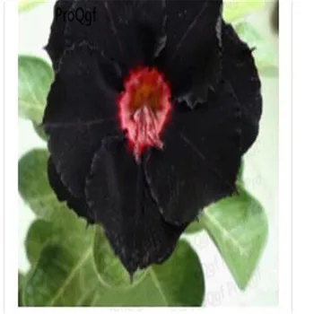 

Prodgf 3Pcs A Set unique black Adenium Desert Rose