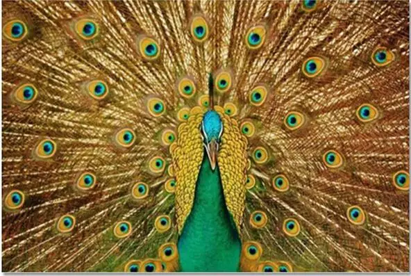 

3d Full Diy Diamond Embroidery Peacock 60X90cm Crafts Direct Selling Cotton New Needlework Diy Diamond Painting Diamond Mosaic