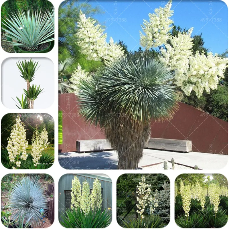 

Big Sales! 100 Pcs/Bag Yucca bonsai, Diy Potted Plants, Indoor / Outdoor Pot bonsai Germination Rate Of 95%, Purify The Air