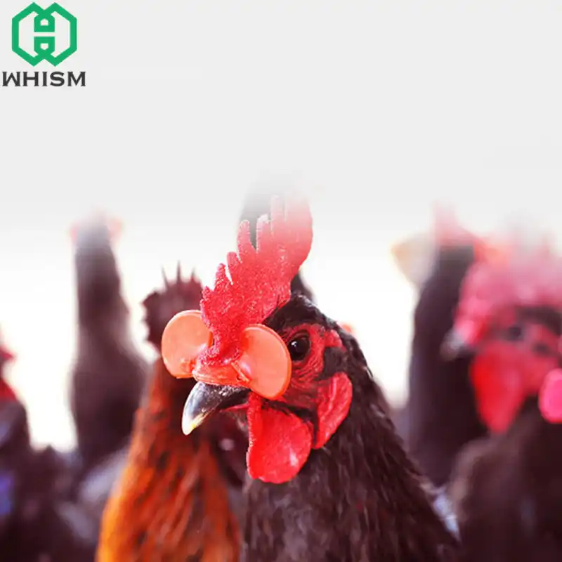 Whism 20 pçs plástico óculos de frango agricultura olho de frango protetor faisão galo óculos de galinha que coloca faisão anti-bicar peepers