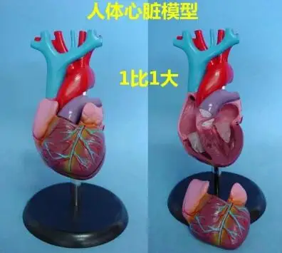 1X1 human model Cardiovascular simulation model Anatomical Arterial venous circulation free shipping