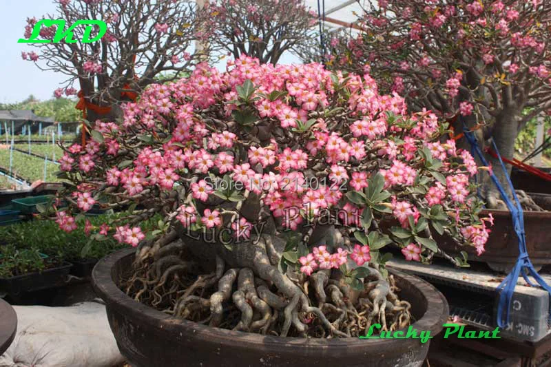 Adenium Obesum Graines Tulipe Ampoules Bonsaï Arbre Fleur 20