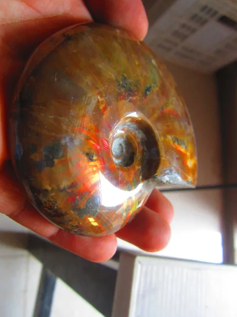 Special Price 250g(0.55 lb) Iridescent Ammonite Ammolite Specimen Fossil Madagascar BFB648