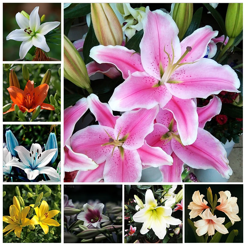 

ZLKING 2PCS Bulb Perfume Lily Bulbs Bonsai Beautiful Pure with charming fragrance Plant Decoration Room Indoor Flowers Perennial