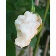 White Bhut Jolokia Pepper Seeds, 100pcs/pack