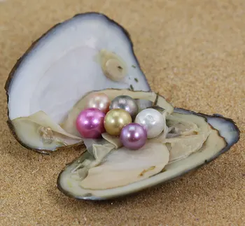

5PCS New Rainbow 9-12mm Edison Pearl in Freshwater Oyster Wish Pearl Edison Oyster Birthday Gift Women party DIY Jewelry FP006