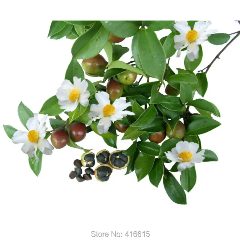 Brussel's bonsai nursery coupon code
