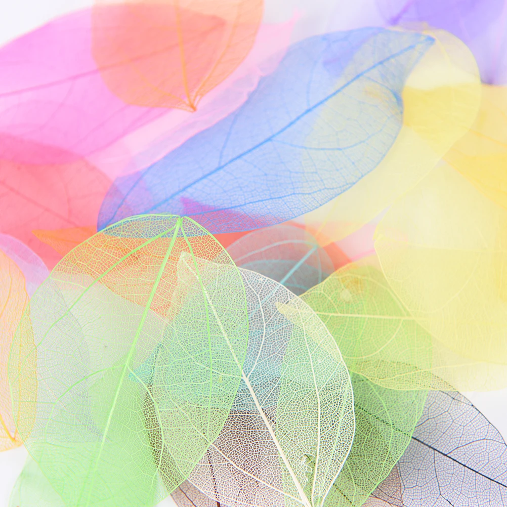 

20pcs/lot Natural Magnolia Skeleton Leaf Leaves Card Scrapbook Bookmarks Festive Party Supplies Wedding Home Decoration