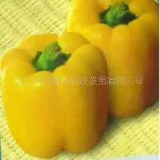 

Kay Dili Yellow Pepper bonsai 200pcs organic vegetable bonsai