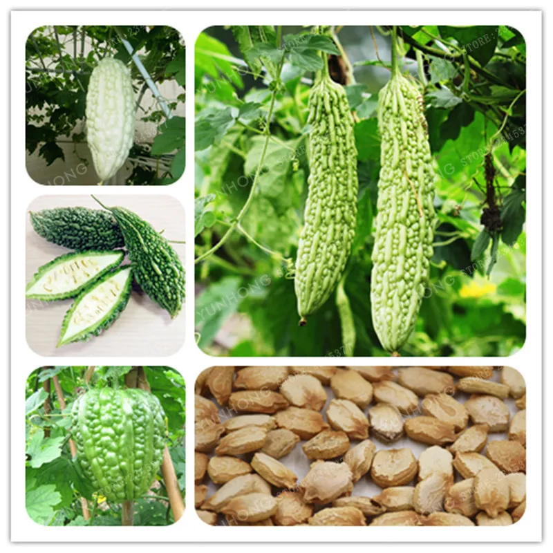 

10 Pcs Momordica Charantia Bonsai Organic Vegetable Bonsai Bitter Gourd Balsam Apple Bitter Herbs Family Garden