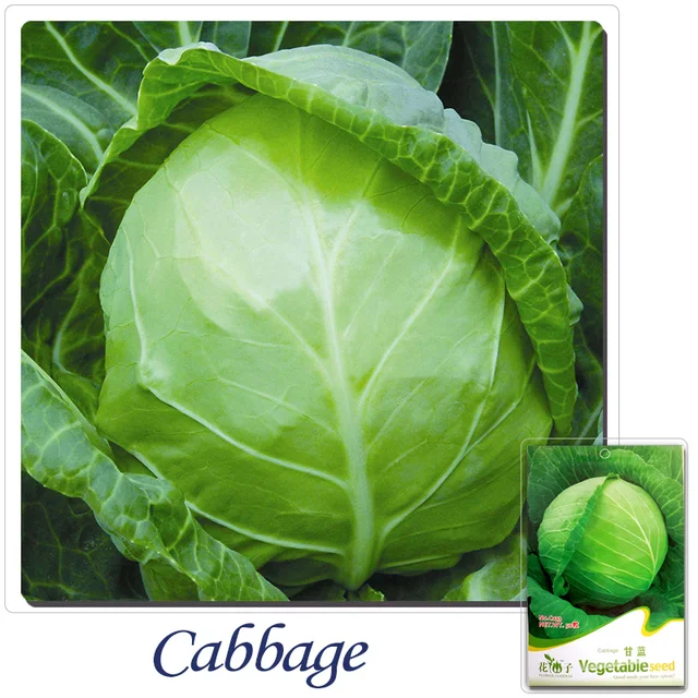 2 Get 1 Can Aculate Pack 55 Seeds Heirloom Non Gmo 2 Get 1 Can Aculate Pack 55 Seeds Heirloom Non