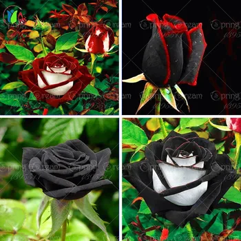 100 rare rose seeds Black Rose Flower with Red Edge Rare Rose Flowers Seeds.For Garden Bonsai Planting