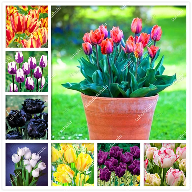 

100 Pcs Tulip Bonsai Tulip Flower Beautiful Tulipanes Flower Plant For Garden plants(Not Tulip Bulbs ) Flower Symbolizes Love