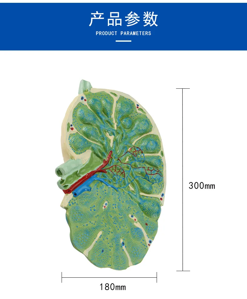 Модель расширения лимфатического узла человека съемное учебное лабораторное оборудование медицинские демонстрационные средства