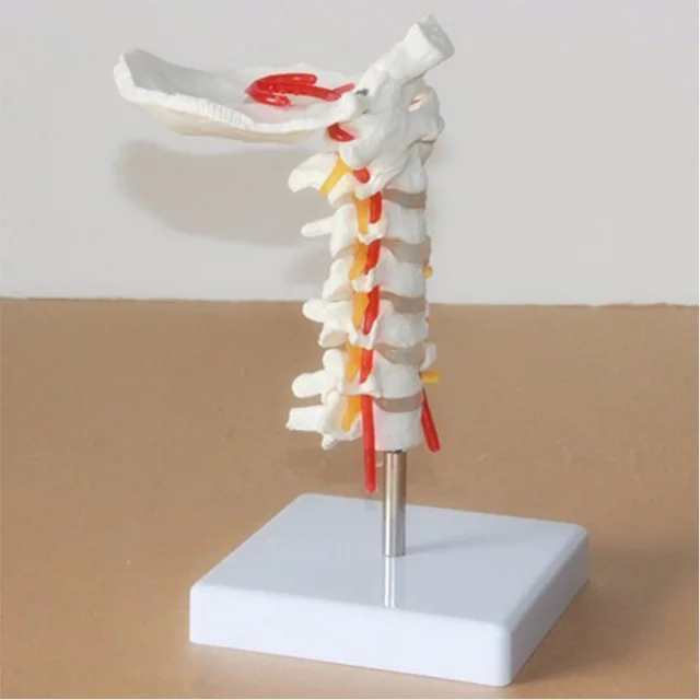 Жизнь размеры человека анатомическая модель шейки модель позвонка шейки позвоночника с средства ухода за кожей шеи артерии затылочный