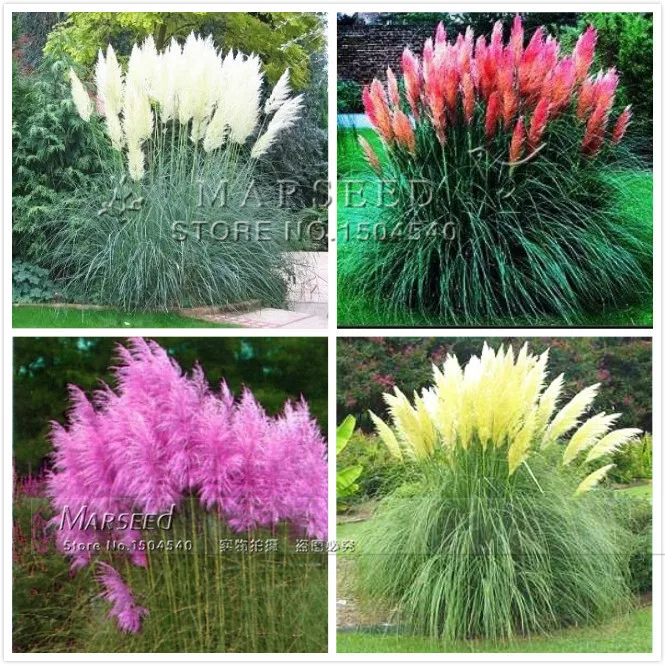 Hot !4 Colors Ornamental Pampas grass Plant Pot so beautiful DIY home