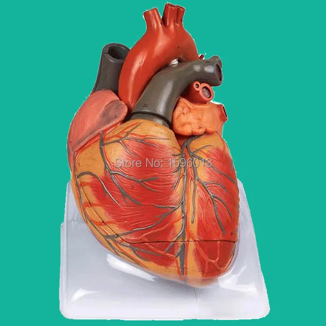 Enlarged Adult Heart Model,48 positions Displayed, Heart Anatomical