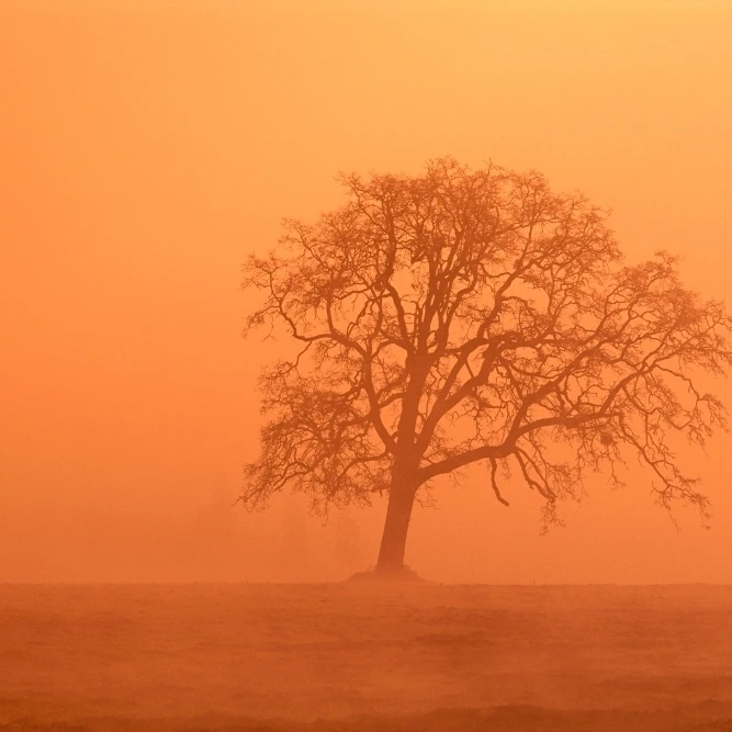 Oregon  Willamette Valley  View Of Oak Tree Through Fog At Sunrise  Orange Haze Poster Print (38 x 24)