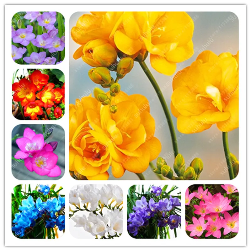 120 Pcs Freesia Bonsai Garden Freesia Bulbs Flower Bonsai Flower Flowers Orchid Freesia Rhizome Bulbous Flowers (Mix Colors)