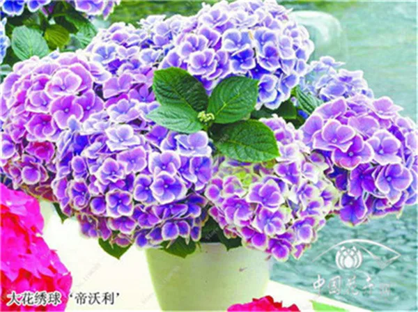 Bonsai 50 PCs wiele kolorów wybór Hortensja Bonsai wieloletnia roślina kwiat Hortensja balkon ozdobne ogród dekoracji roślin tanie i dobre opinie Bardzo proste Wykluczone Upiększających Mini średni duży mały Jesień Konserwy roślin Wieloletnich Courtyard Subtropikalnych Bonsai 50 PCs wiele kolorów wybór Hortensja Bonsai wieloletnia roślina kwiat Hortensja balkon ozdobne ogród dekoracji roślin tanie i dobre opinie Bardzo proste Wykluczone Upiększających Mini średni duży mały Jesień Konserwy roślin Wieloletnich Courtyard Subtropikalnych