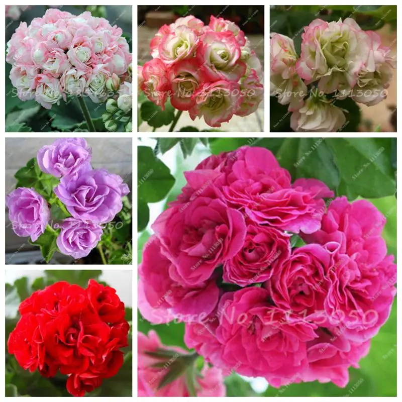

100 Pcs Geranium Flower Rare Rainbow Flower Bonsai Pelargonium Perennial Flower Hardy Plant Indoor Potted Plant for Home Garden