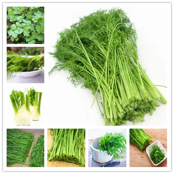 

100 Pcs Fennel Foeniculum vulgare Perennial herb whole plant with a special spicy vegetable Chinese medicine spices