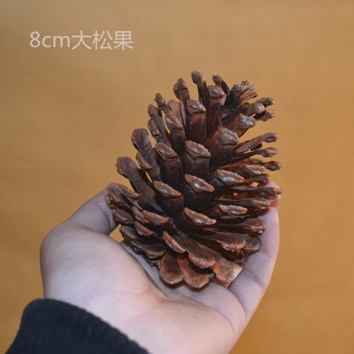 Natural-pine-cones-pine-cone-8cm-shooting-decorative-artificial-flowers-dried-flowers-Yunnan-dried-flowers-really