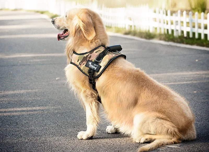 pet harness (2)