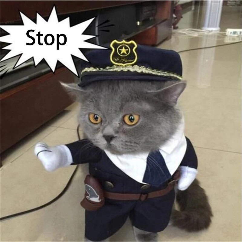 Еот в полицейской форме. Котик в костюме. Еот в полицейской форме. Кот в костюме. Кот в фуражке полицейского.