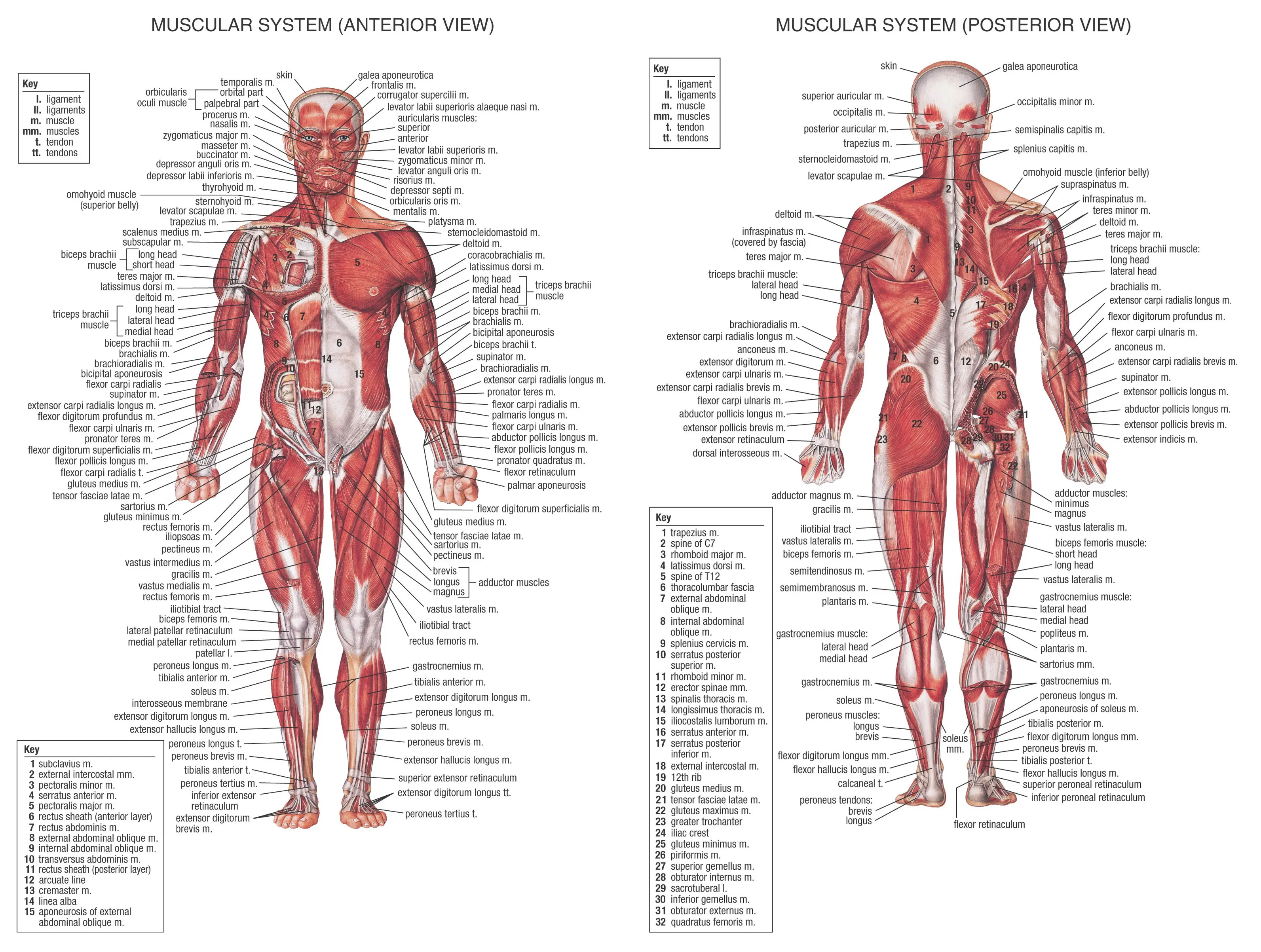 Human Body Anatomical Chart Muscular System Poster Home Decoration